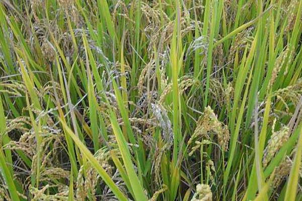 华航香银针水稻种简介，感温型常规稻品种