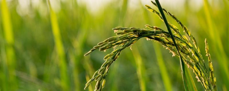 裕优T95水稻种子简介，特别注意防治白叶枯病