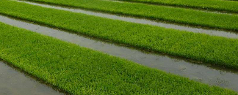 金隆优078水稻种简介，晚造全生育期110～111天