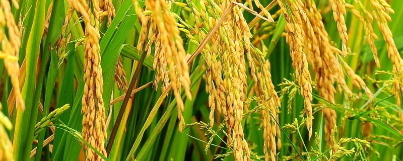 胜优19香水稻种子特征特性，注意防治稻瘟病