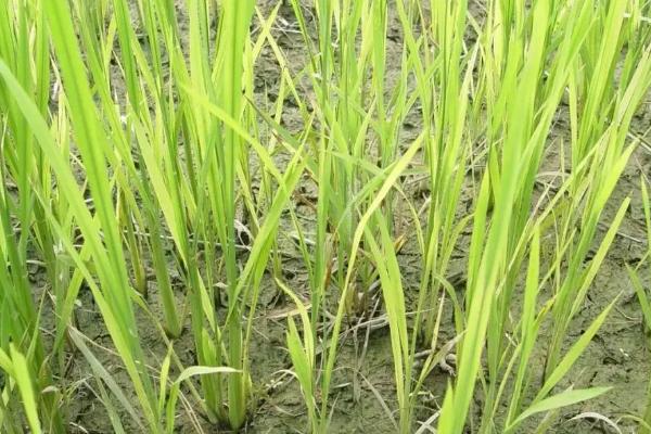 华航香银针水稻种简介，感温型常规稻品种