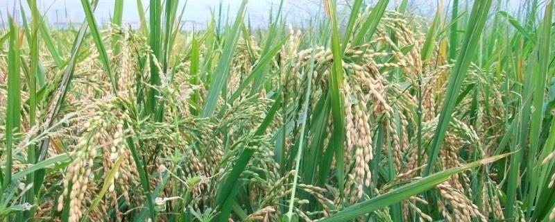 劲两优1716水稻品种简介，6月24日前播种