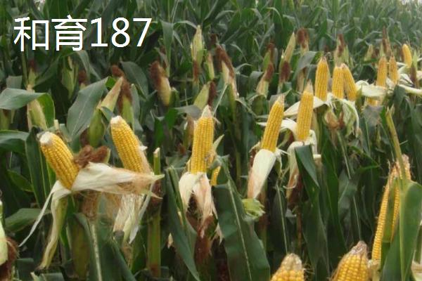 四川有哪些质量好的玉米品种，华试919、成单30、中单808等品种均不错