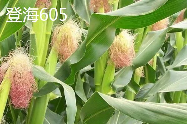 四川有哪些质量好的玉米品种，华试919、成单30、中单808等品种均不错