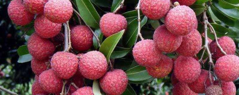 福建省宁德市的水果特产，包括吉田水蜜桃、吉田柿子、福安葡萄等种类