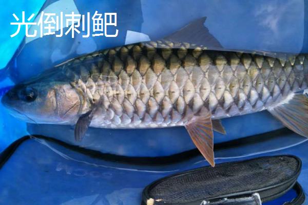光倒刺鲃的产地，长江、钱塘江、闽江等流域都有分布