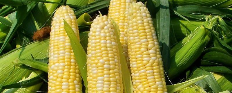桂农玉138玉米种子特征特性，一次性播种全苗