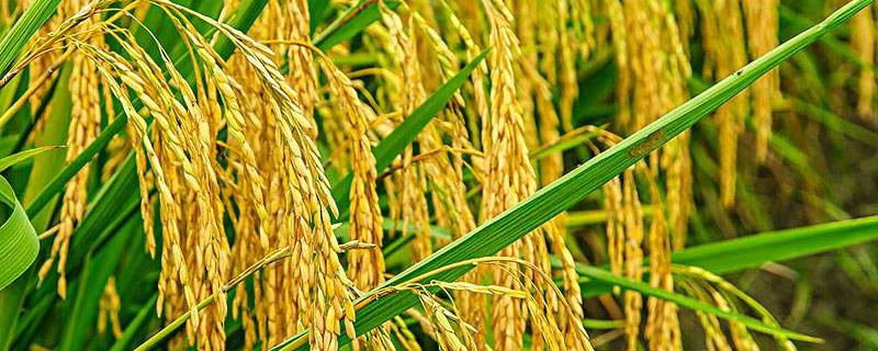 兆优6377水稻品种简介，因该品种穗大粒多