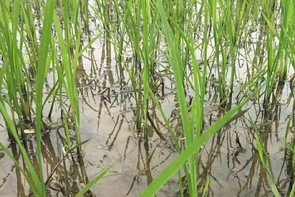 春两优30水稻种子特征特性，注意防治白叶枯病