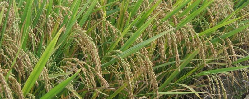 金香优6号水稻种子简介，早造全生育期120～121天