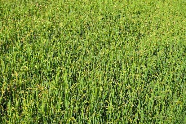 金恒优金丝苗水稻种子简介，早造生育期121～125天
