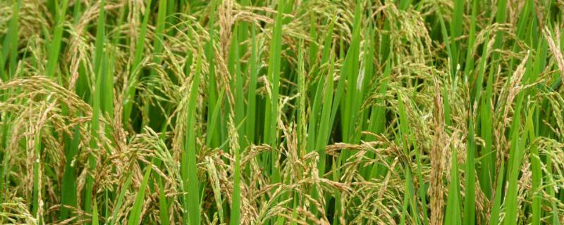 莹两优821水稻种子介绍，中抗稻瘟病