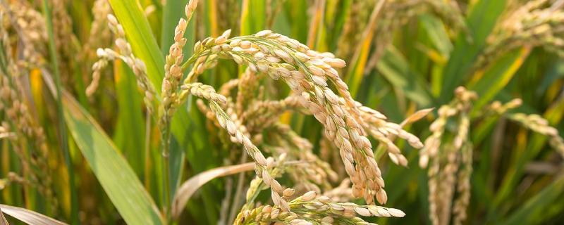 黄广粳占水稻种子特点，早造全生育期126～130天