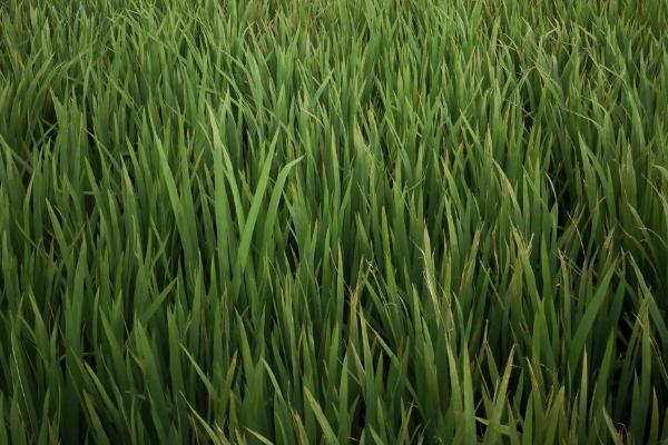 莉农占水稻种简介，早造全生育期123～129天