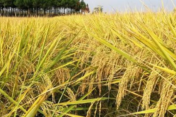 桂丰美丝水稻种子特征特性，感温籼型常规水稻品种
