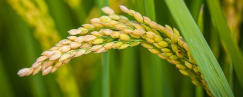 桂丰美丝水稻种子特征特性，感温籼型常规水稻品种