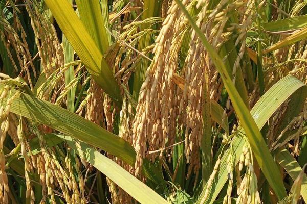 又香优海香水稻种子特点，每亩有效穗数18.3万