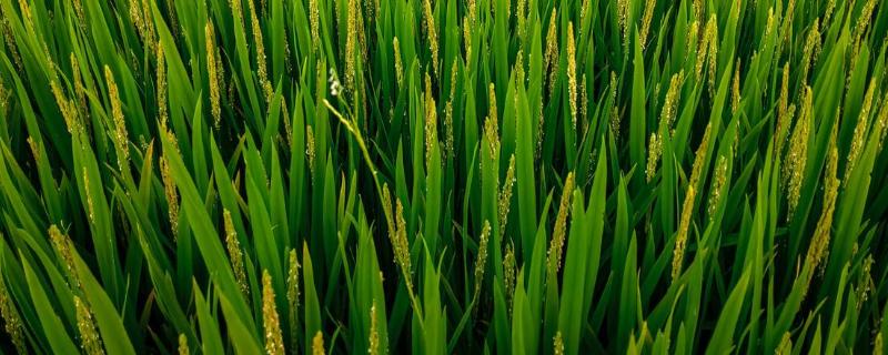 华盛优382水稻种子特征特性，感温籼型三系杂交水稻品种