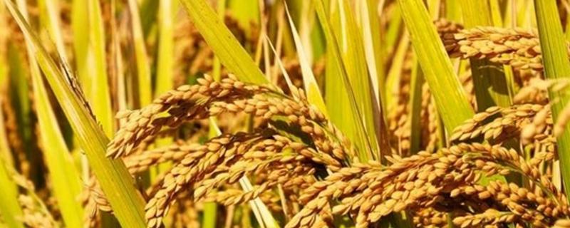 珍丰优香丝苗水稻种子介绍，每亩大田用种量1-5公斤