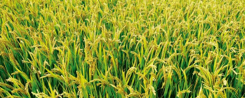 金珍优瑞丝水稻种简介，生育期平均139.2天
