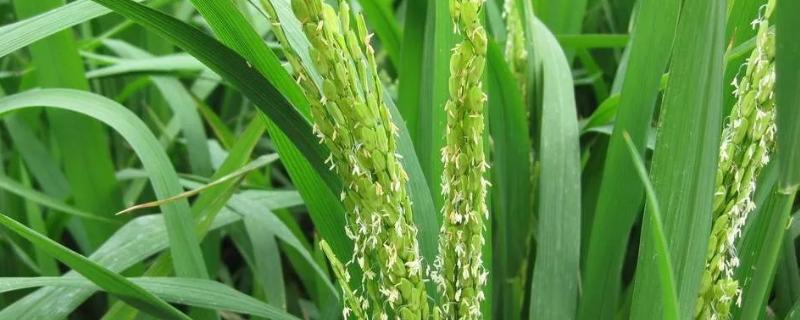 昂香两优巴丝水稻种子简介，全生育期早稻平均124.6天