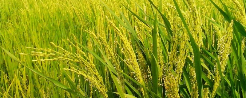 旺香优1219水稻种子特征特性，感温型三系杂交稻品种
