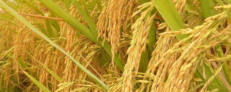 荃香优1606水稻种子特点，全生育期平均106.2天