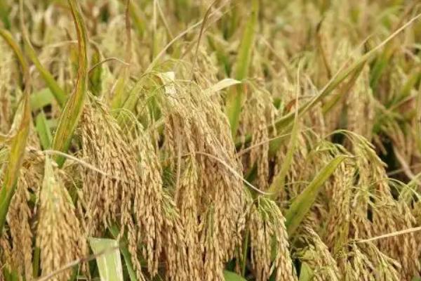 昂香两优巴丝水稻种子简介，全生育期早稻平均124.6天