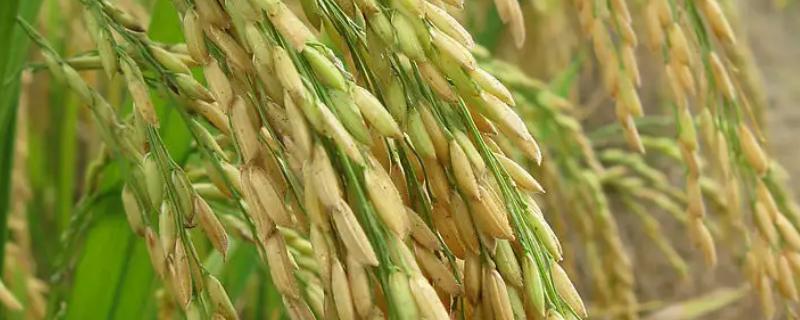 龙两优月牙丝苗水稻品种简介，每亩大田用种量0-5公斤