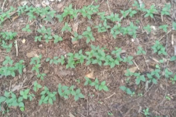 人参的种植方法，播种方法包括散播、条播和点播以及移栽