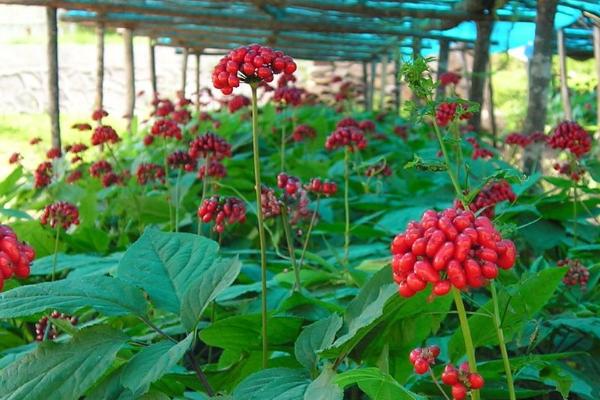 人参的种植方法，播种方法包括散播、条播和点播以及移栽