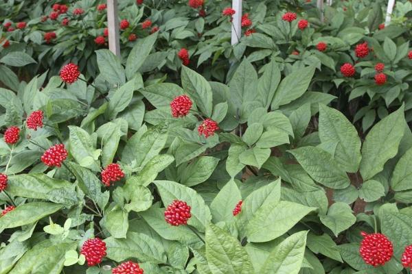 人参的种植方法，播种方法包括散播、条播和点播以及移栽