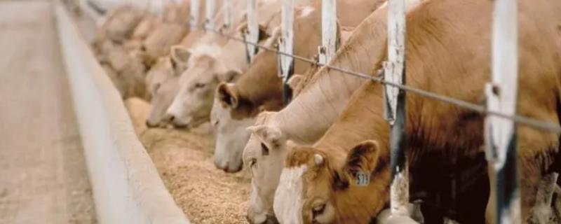 肉牛饲料配制方法，不同发育阶段的饲料配置方法不同