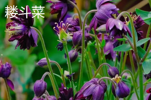 耐寒的花卉品种，文心兰、惠兰、观音莲、茶花等都比较耐寒