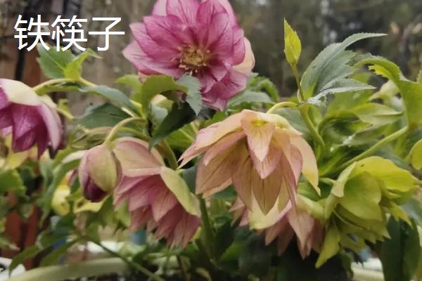 耐寒的花卉品种，文心兰、惠兰、观音莲、茶花等都比较耐寒