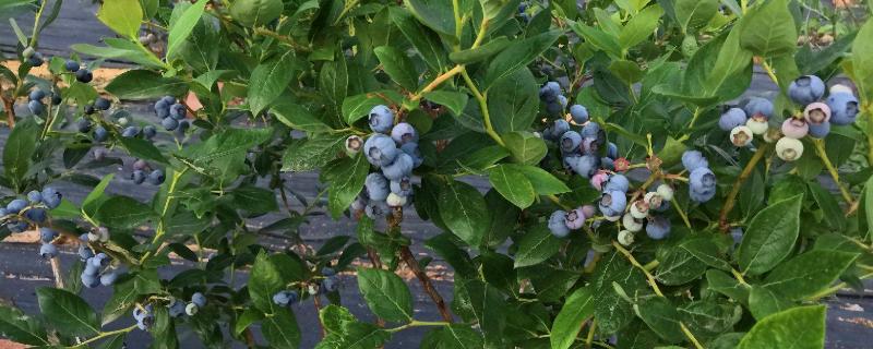 蓝莓怎么种植，生长季节要对徒长枝、萌生枝进行摘心