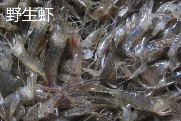 野生虾和养殖虾的区别，生长速度和壳的硬度都不同