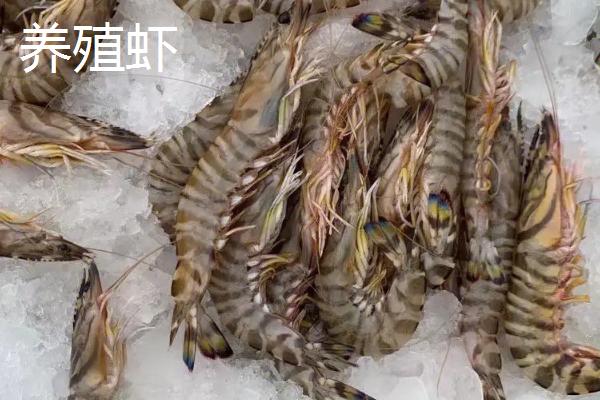 野生虾和养殖虾的区别，生长速度和壳的硬度都不同