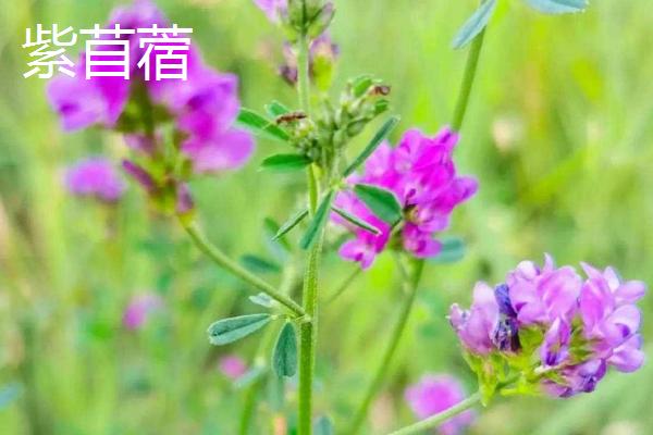紫云英与紫苜蓿有什么区别，紫云英具有伞形花序、紫苜蓿具有总状花序