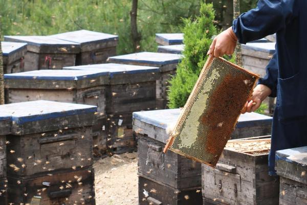 有哪些专业的养蜂工具，包括蜂箱、囚王笼、起刮刀、隔王板等种类