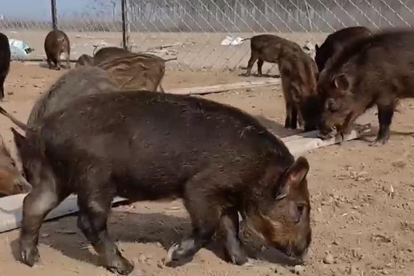 母野猪如何选种，母性强、吃食快、精神好、无流产记录的母猪适合作为种猪