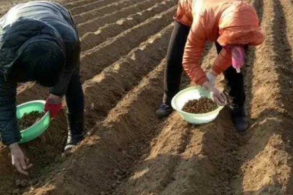 番茄套种豆角种植技术，选择地势平坦、排灌性好且土壤肥沃的土壤