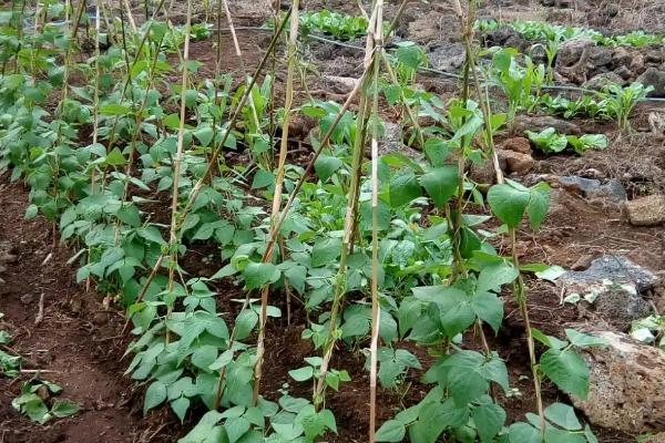 番茄套种豆角种植技术，选择地势平坦、排灌性好且土壤肥沃的土壤
