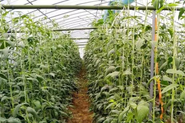 番茄套种豆角种植技术，选择地势平坦、排灌性好且土壤肥沃的土壤