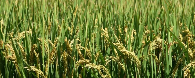 广香优10号水稻种子特点，桂中北早稻3月中旬播种