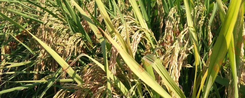 海两优丝香水稻品种简介，每亩有效穗数16.4万