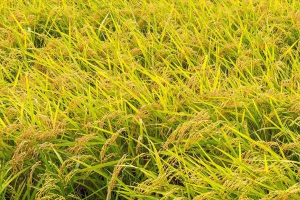 知香优谷儿水稻种子简介，每亩有效穗数17.9万