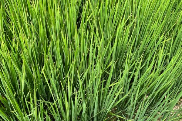 蒂香优166水稻种子特征特性，全生育期早稻125.1天