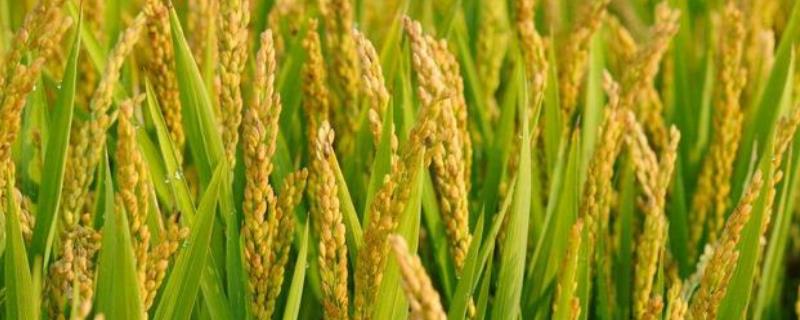众香优纳丝苗水稻种子简介，感温籼型三系杂交稻品种