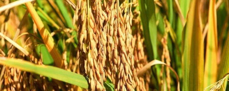 特优1158水稻品种的特性，全生育期平均138天